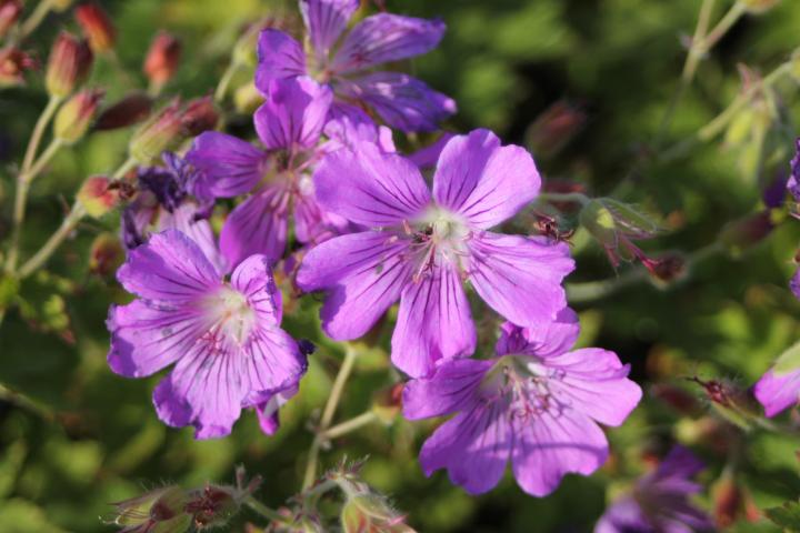 Geranium  'Sirak'