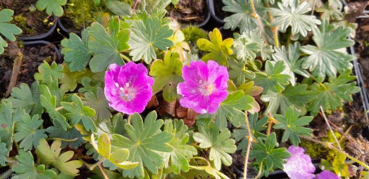 Geranium sanguineum 'Max Frei'