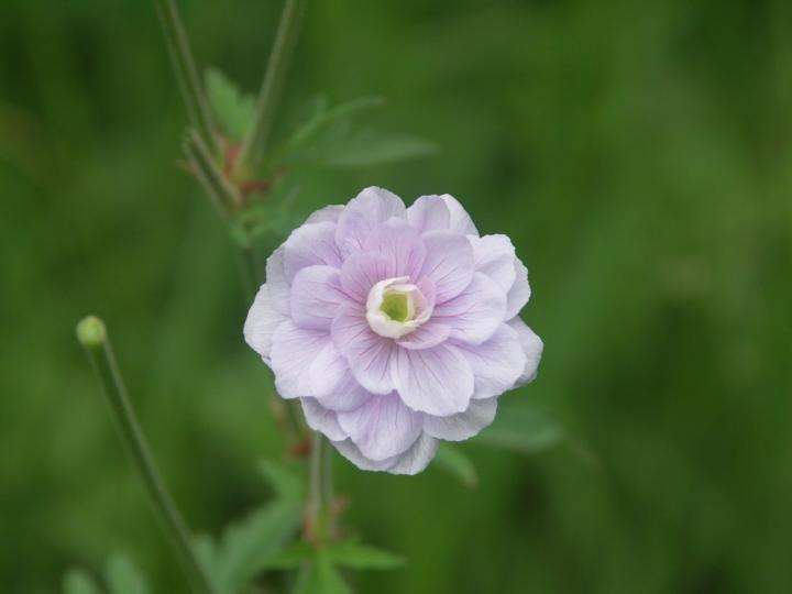Geranium pratense 'Summer Skies' ®