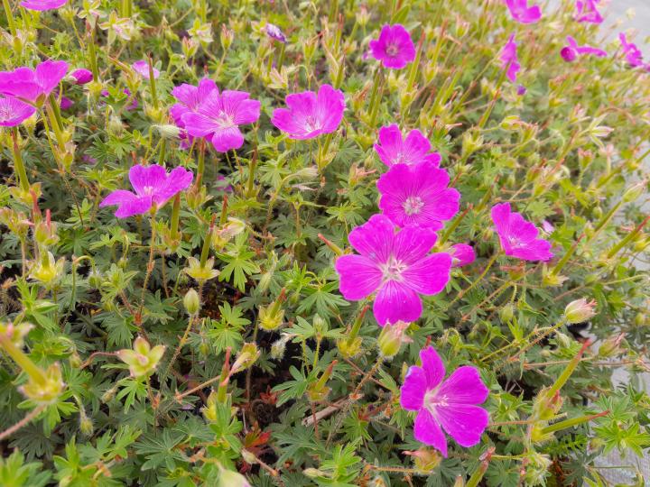 Geranium sanguineum 'Shooting Star'