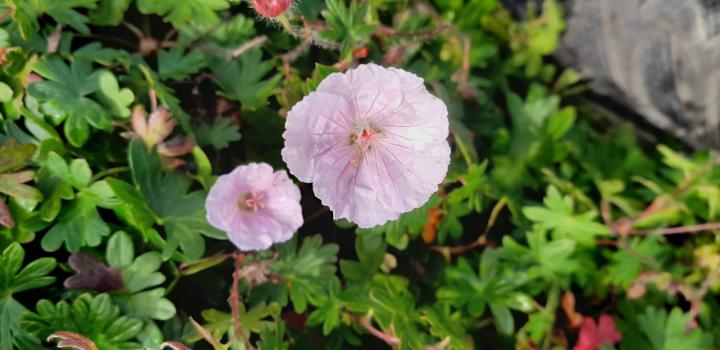 Geranium sanguineum var.striatum