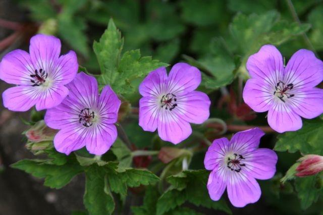 Geranium  'Sylvias Surprise' PBR