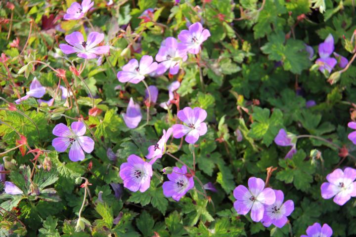 Geranium  'Sylvias Surprise' PBR