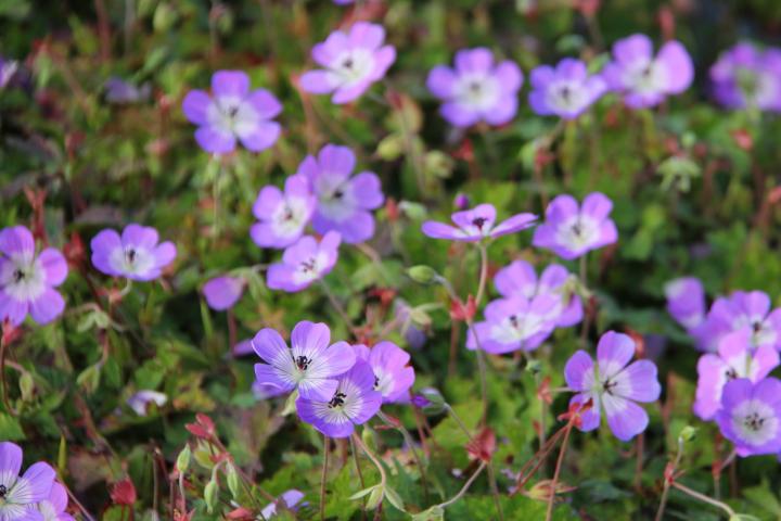 Geranium  'Sylvias Surprise' PBR