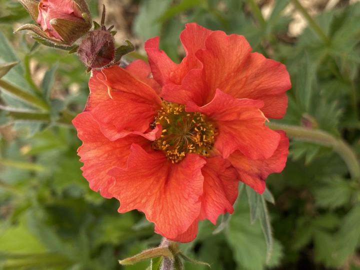Geum  'Scarlet Tempest'