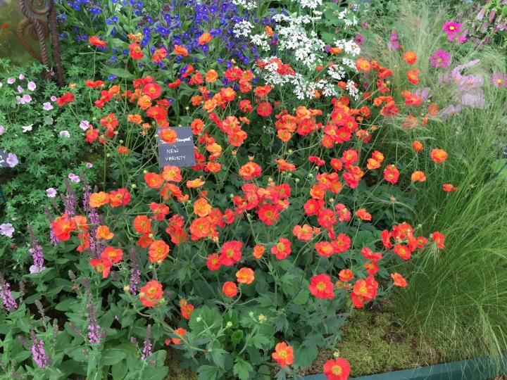 Geum  'Scarlet Tempest'