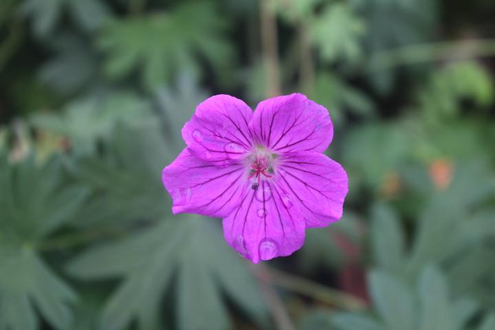 Geranium  'Tiny Monster'
