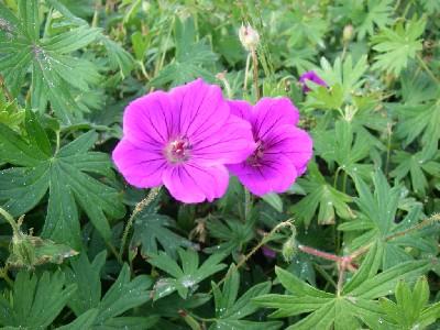 Geranium  'Tiny Monster'
