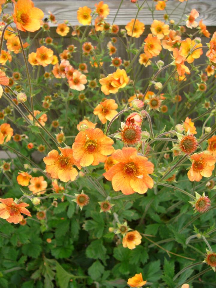 Geum  'Totally Tangerine' ®