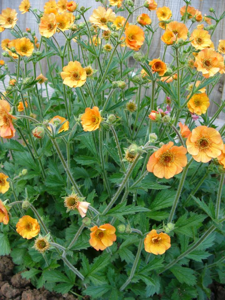 Geum  'Totally Tangerine' ®