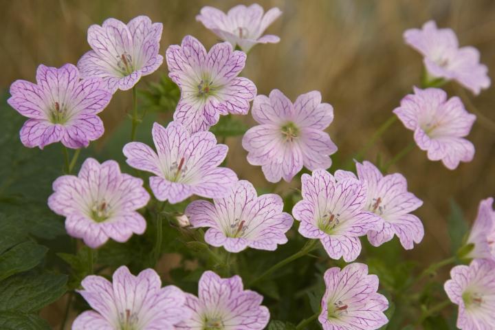 Geranium versicolor