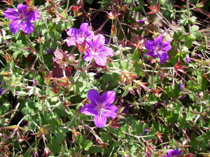 Geranium wlassovianum