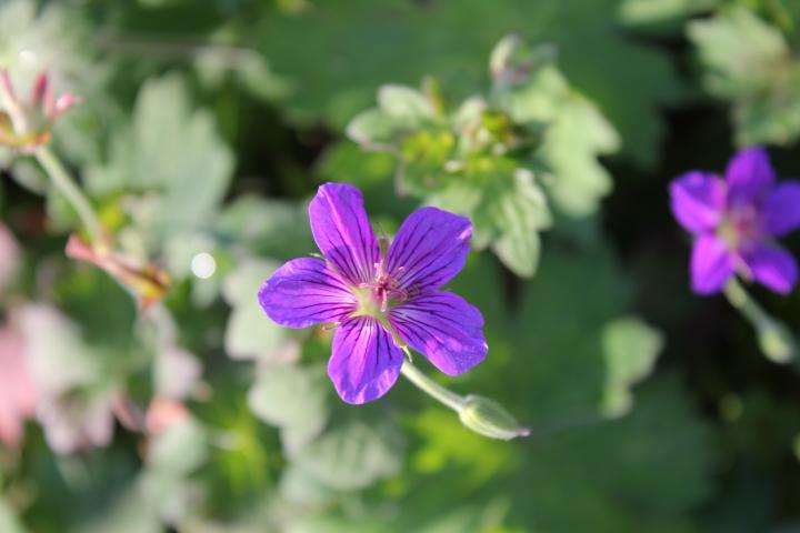 Geranium wlassovianum