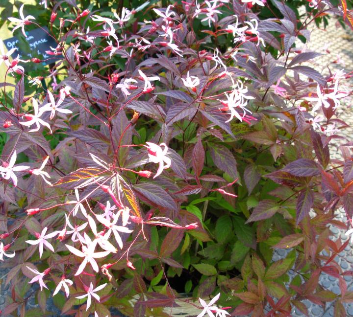 Gillenia trifoliata 'Pink Profusion'