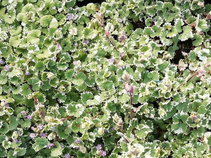 Glechoma hederacea 'Variegata'