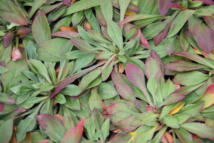 Goniolimon tataricum (Limonium tataricum)