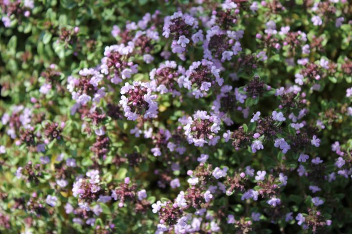 Gypsophila cerastioides