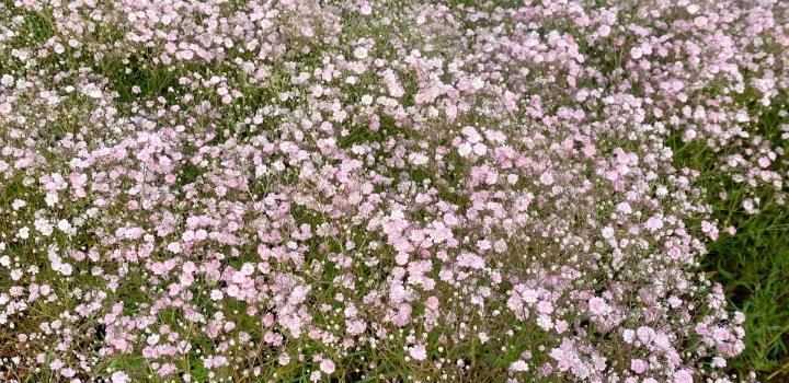 Gypsophila paniculata 'Flamingo'