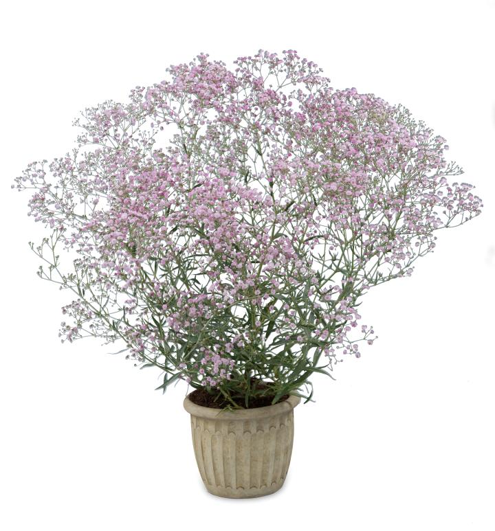 Gypsophila paniculata 'Pink Festival' PBR