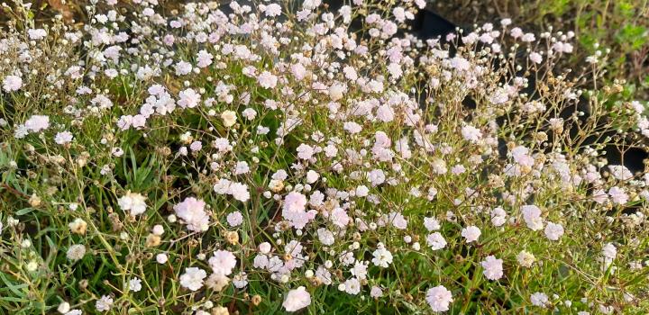 Gypsophila paniculata 'Pink Star'