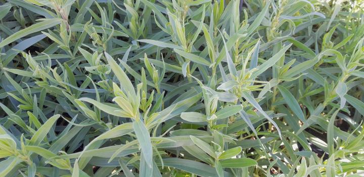 Gypsophila paniculata 'Schneeflocke'
