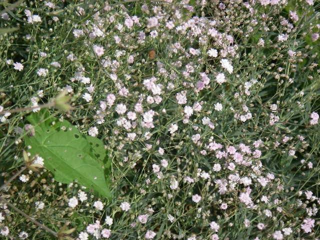 Gypsophila 'Rosenschleier'