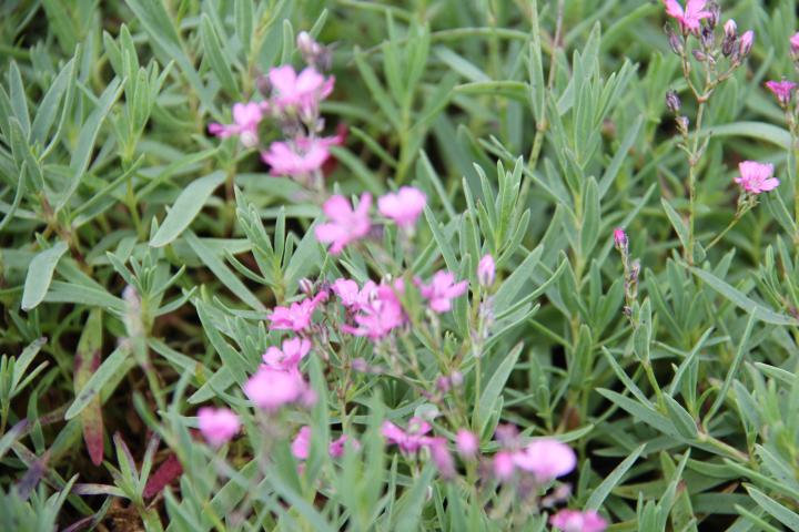 Gypsophila repens 'Rosaschönheit'