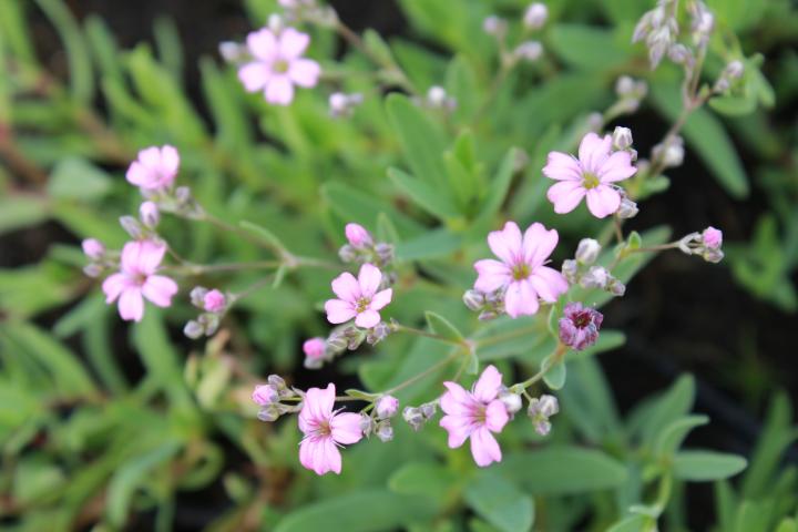 Gypsophila repens 'Rosea'