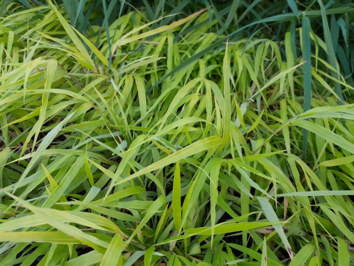Hakonechloa macra 'Sunflare' ®