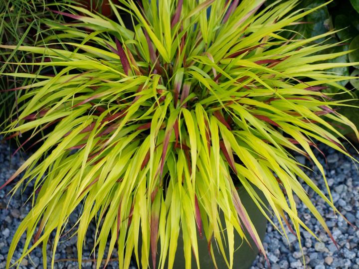 Hakonechloa macra 'Sunflare' ®