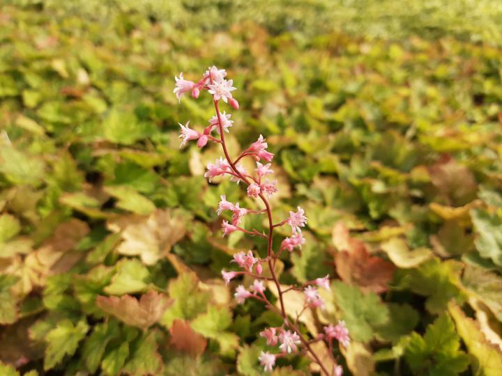 Heucherella alba 'Bridget Bloom'