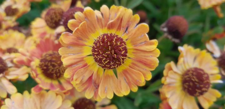 Helenium autumnale 'Fuego' PBR