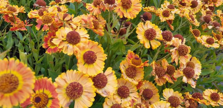 Helenium autumnale 'Fuego' PBR