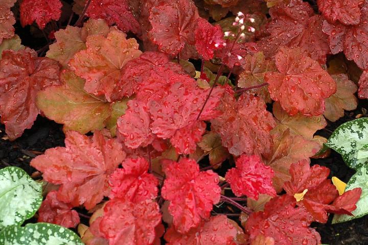 Heuchera  'Autumn Leaves' ®