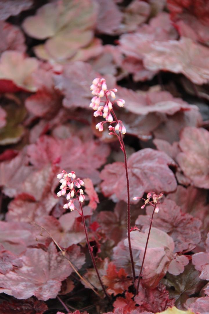 Heuchera  'Autumn Leaves' ®