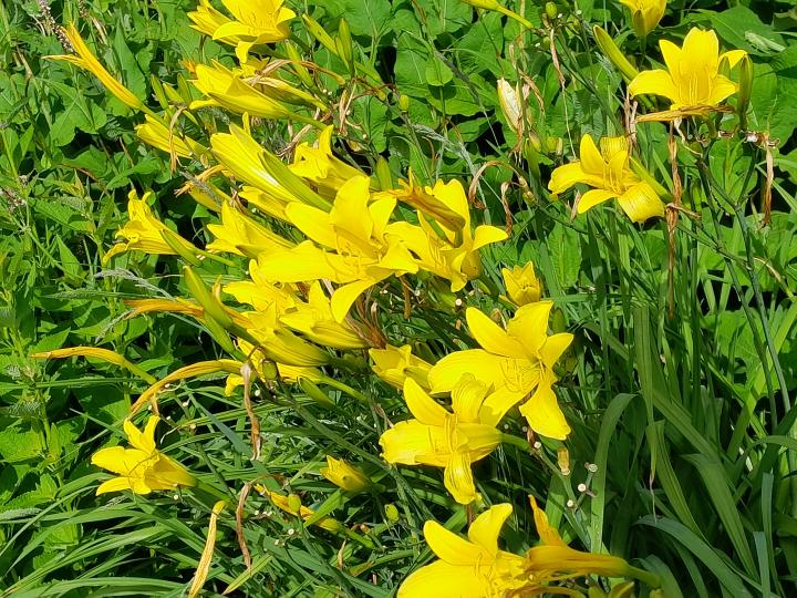 Hemerocallis altissima