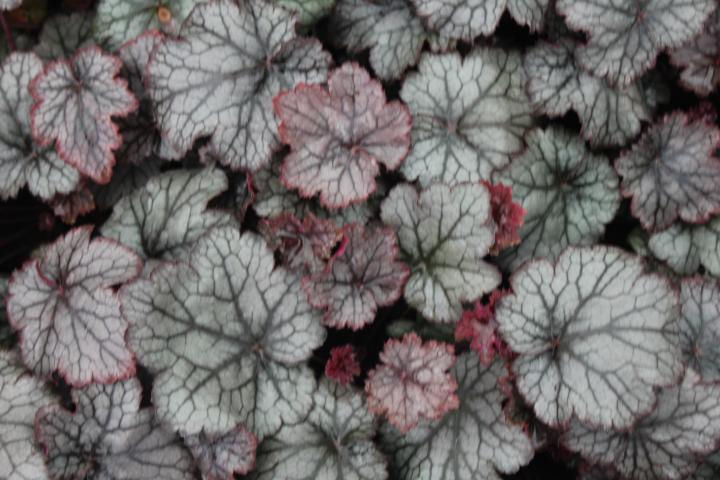 Heuchera  'Amethyst Mist' ®