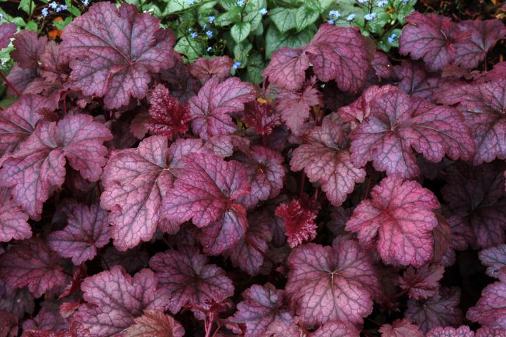 Heuchera  'Amethyst Mist' ®