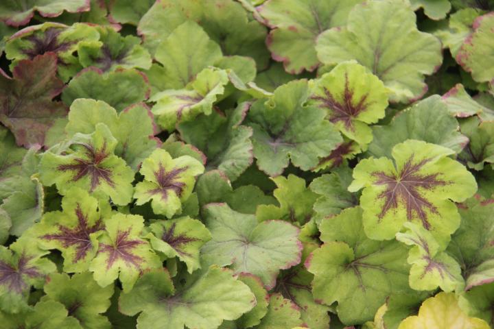 Heucherella  'Art Nouveau' ®