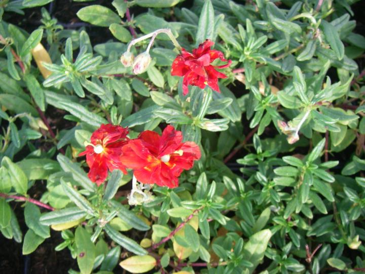Helianthemum  'Amabile Plenum'