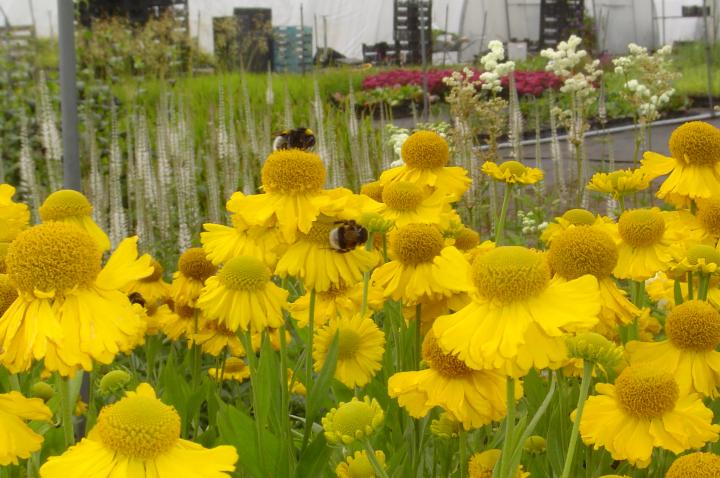 Helenium autumnale 'Pumilum Magnificum'