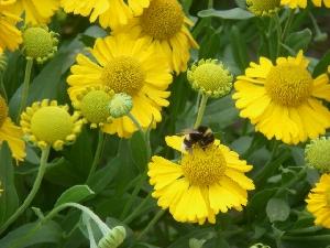 Helenium autumnale 'Pumilum Magnificum'