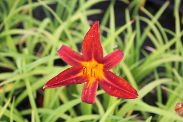 Hemerocallis  'Autumn Red'