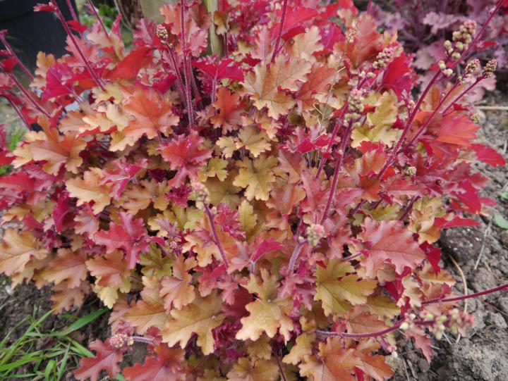 Heuchera  'Amber Sea' ®