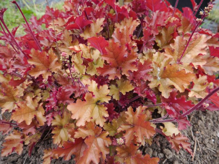 Heuchera  'Amber Sea' ®