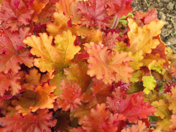 Heuchera  'Amber Sea' ®
