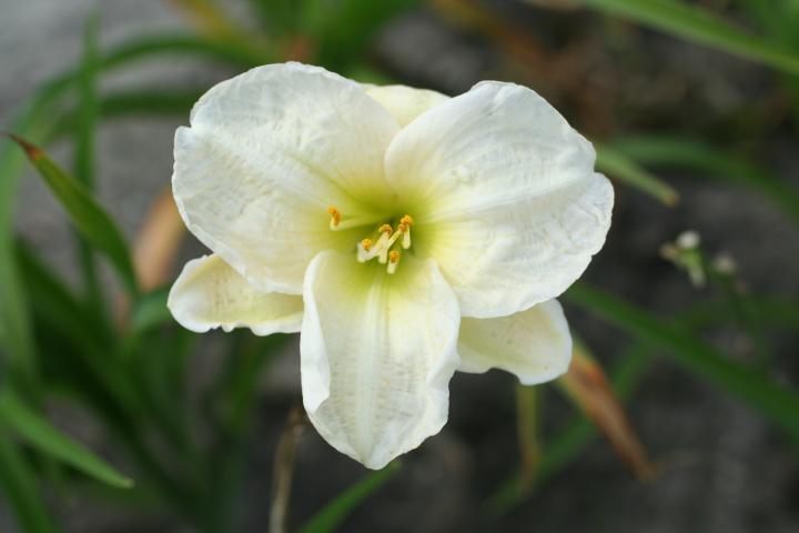 Hemerocallis  'Artic Snow' ®