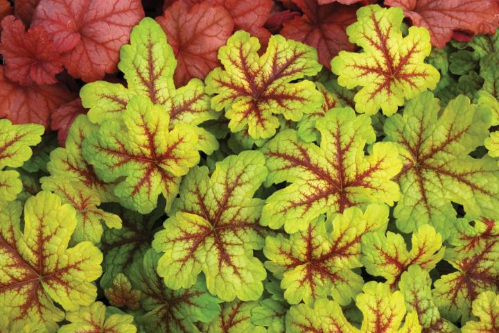 Heucherella  'Alabama Sunrise'  ®