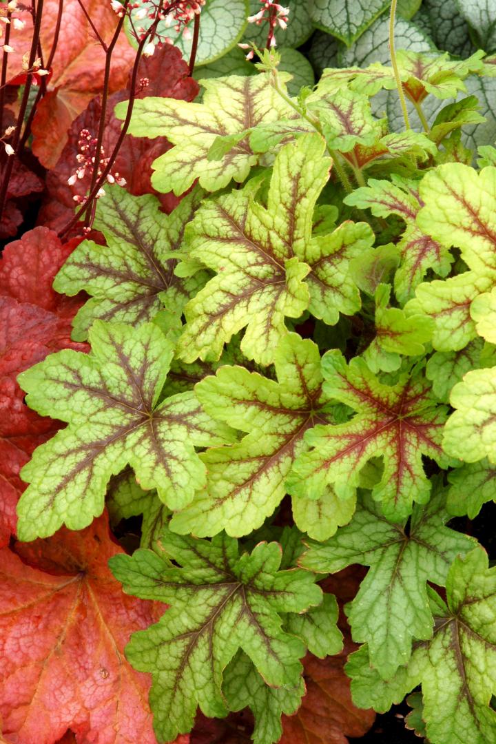 Heucherella  'Alabama Sunrise'  ®