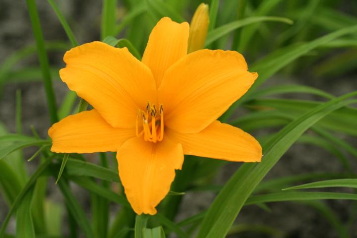 Hemerocallis  'Aten'